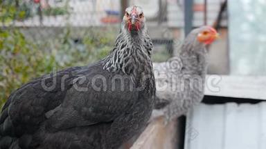 两只漂亮的灰<strong>色母</strong>鸡正在看镜头。 慢动作